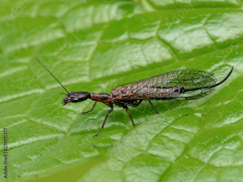 female snakefly, Agulla adnixa, on leaf, side view