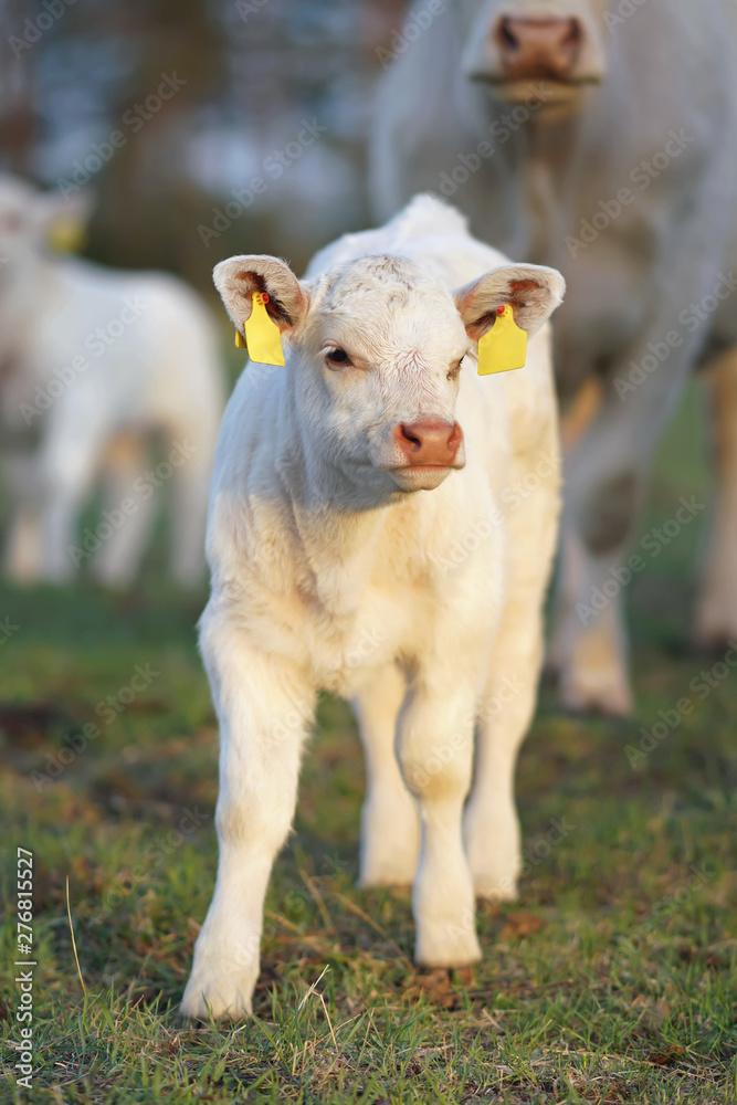 Funny white Charolais calf with pierced ears posing outdoors standing on a green pasture on sunset