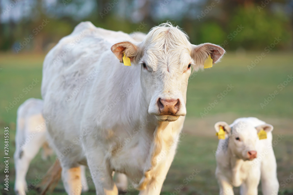 White Charolais cow and a calf with pierced ears posing outdoors standing on a green pasture on sunset White Charolais cow and a calf with pierced ears posing outdoors standing on a green pasture on sunset