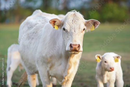 White Charolais cow and a calf with pierced ears posing outdoors standing on a green pasture on sunset