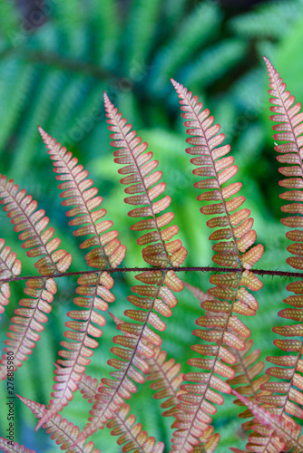 Orange, Autumn Ferns, and green ferns as a nature background