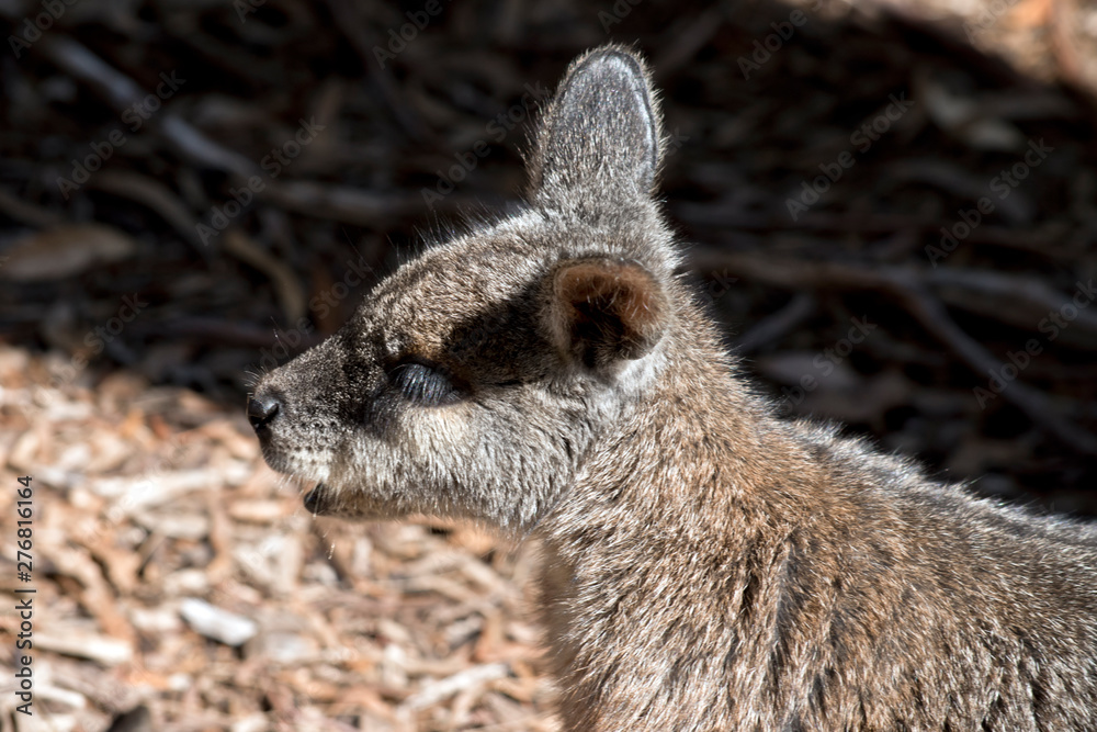 a side view of a tammar wallaby a side view of a tammar wallaby