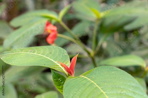 Blurred nature background with red tropical flower : Hot Lips Flower, Psychotria poeppigiana photo