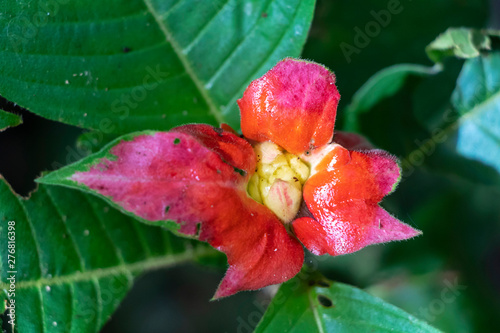 Blurred nature background with red tropical flower : Hot Lips Flower, Psychotria poeppigiana photo