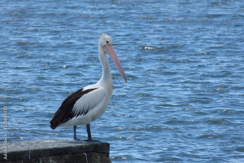 Pelicans by the sea Pelicans by the sea