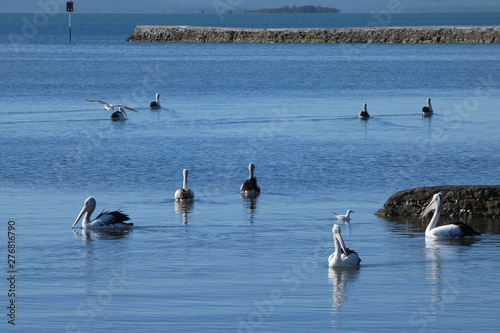 Pelicans by the sea