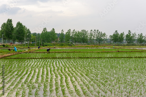 Asian farmer transplanting rice seedlings in the paddy field with sunlight on farming season 