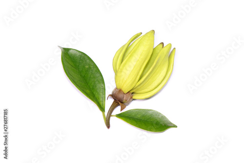 Ylang ylang flower (Ilang ilang) with green leaves isolated on white background. Fragrance flower for extract aromatherapy essential oil.