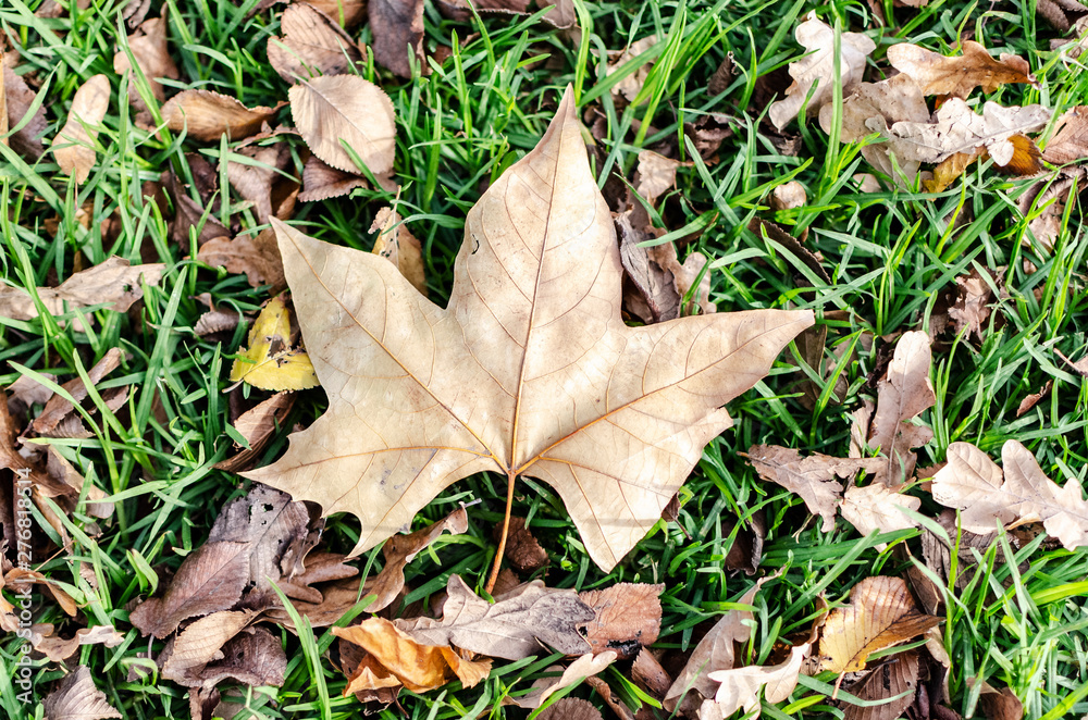 tree leaf on the grass. floor, road. detail. tree leaf on the grass. floor, road. detail.