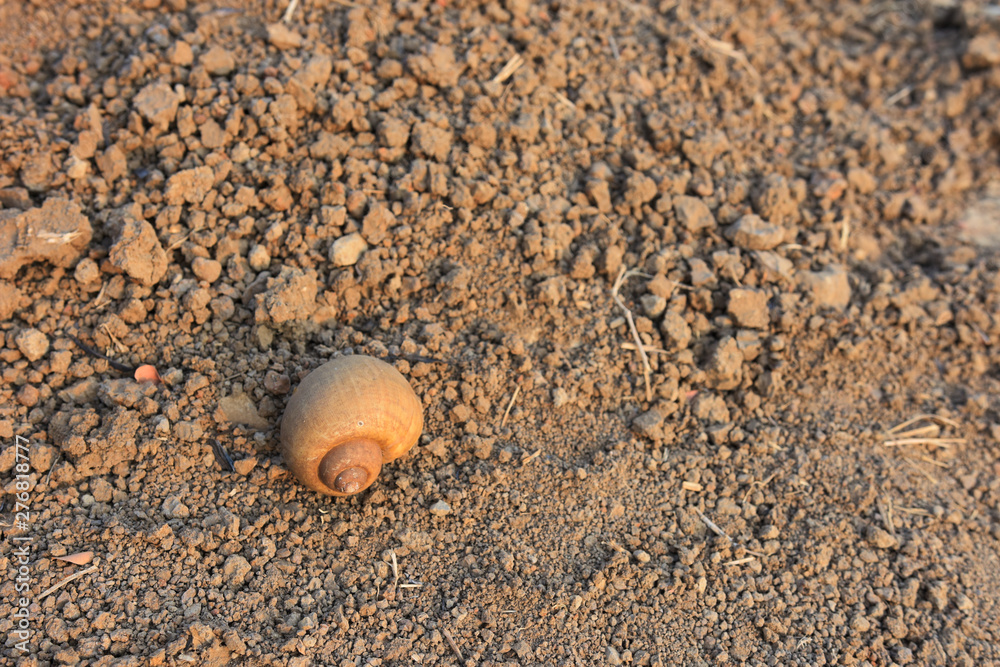 shell die on ground of arid land shell die on ground of arid land