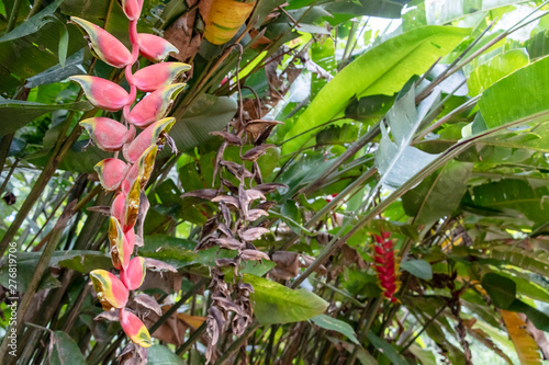 Blurred nature background with Red tropical flower Heliconia episcopalis and copy space for text photo