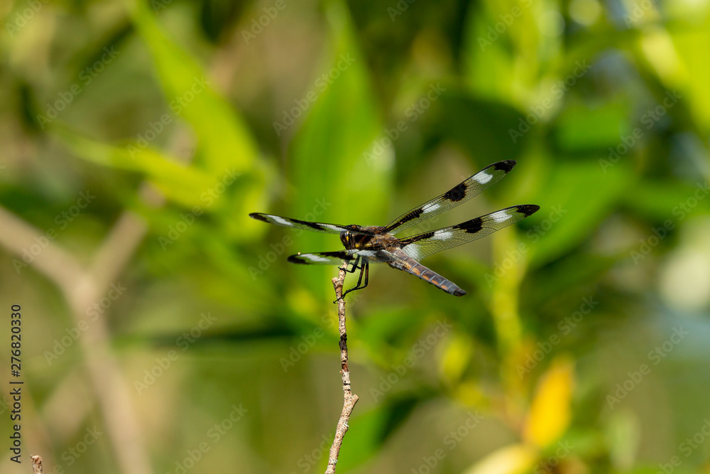 Twelve-spotted Skimmer (Libellula pulchella),dragonfly on the natural environment Twelve-spotted Skimmer (Libellula pulchella),dragonfly on the natural environment