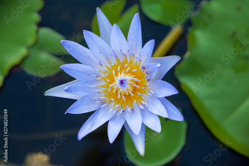 Lotus flower  Beautiful water lily.