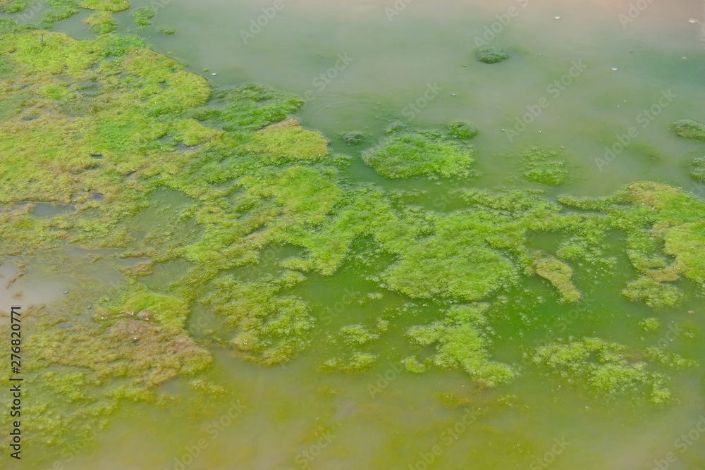 Blue-Green Algae bloom in the water.