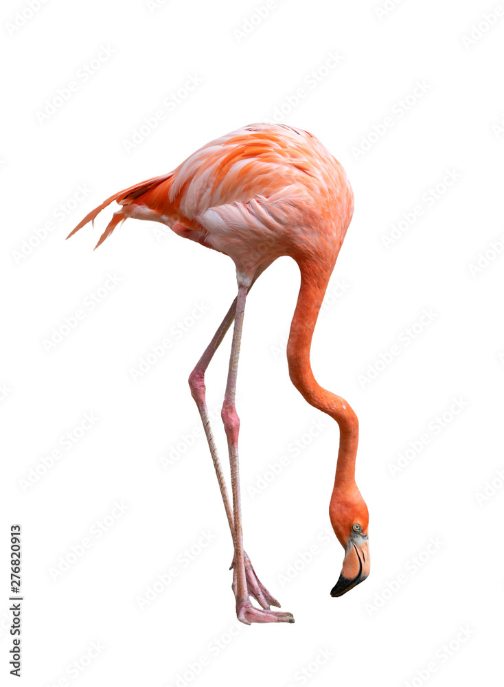 Fotobehang Flamingo american flamingo bird (Phoenicopterus ruber) isolated on white #276820913