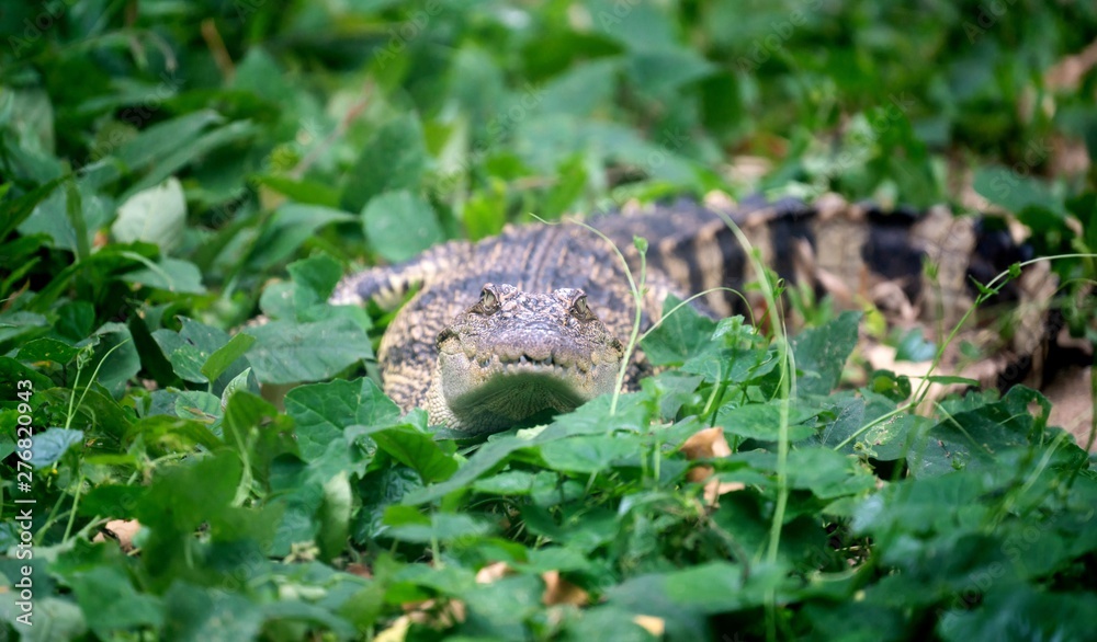 small crocodile hiding in green grass small crocodile hiding in green grass