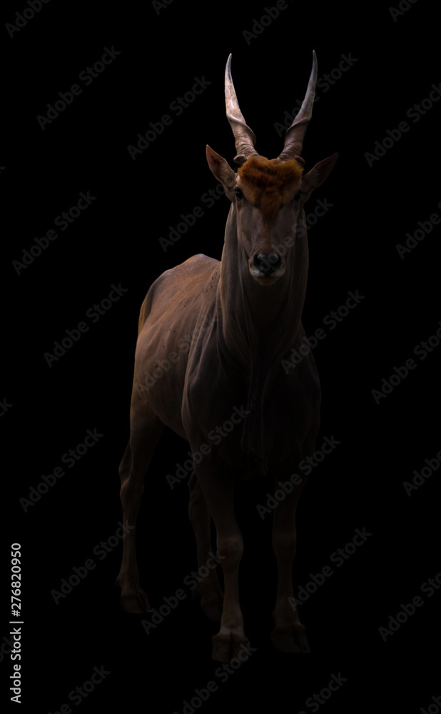 common eland in dark background common eland in dark background