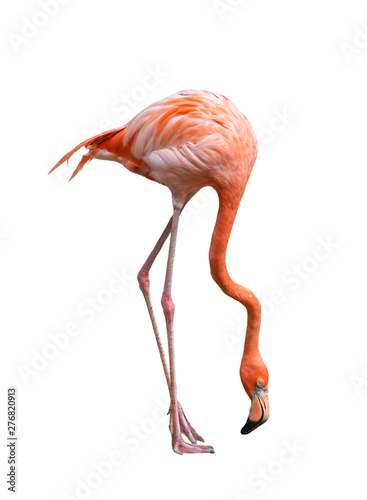 american flamingo bird (Phoenicopterus ruber) isolated on white