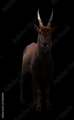 common eland in dark background © anankkml