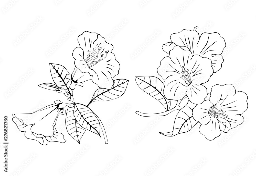 Plakat Black and white drawing of rhododendron. Vector design for coloring.