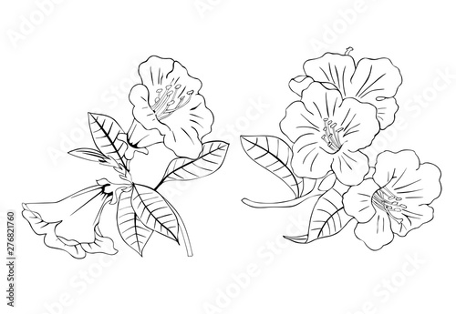 Black and white drawing of rhododendron. Vector design for coloring.