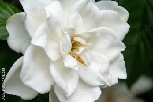 純白のクチナシの花