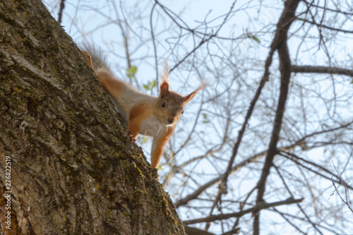squirrel on a big tree