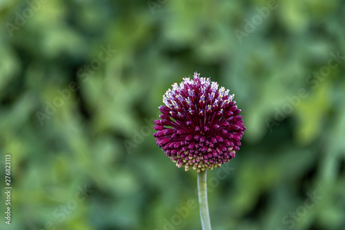 Portrait of a purple Allium in bloom with against a blurred green garden background