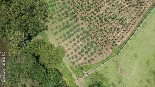 Drone Shot of crops in a farm photo