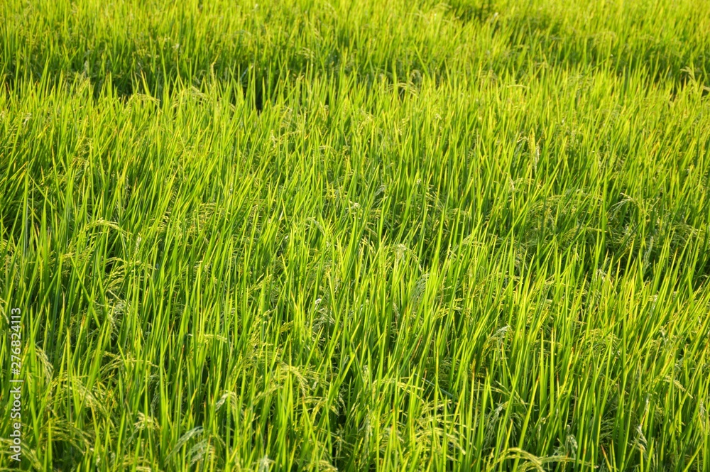 fresh green rice tree in country Thailand fresh green rice tree in country Thailand