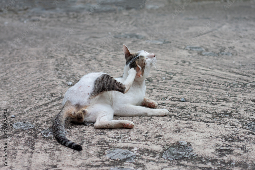 Fototapeta premium The cat sit lifting his legs scratching his ears is merrily on vintage cement floor.
