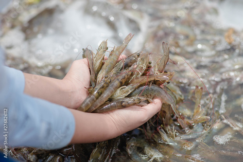 Shrimp is placed on the hand on a blurred background of white shrimp frozen in a bucket.