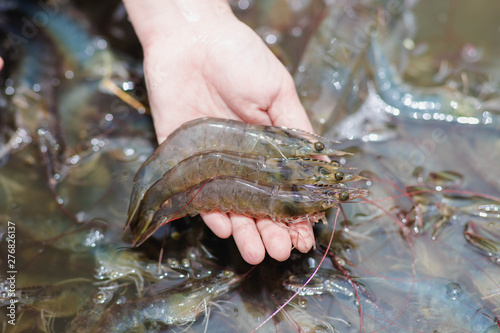 Shrimp is placed on the hand on a blurred background of white shrimp frozen in a bucket.
