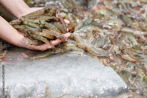 Shrimp is placed on the hand on a blurred background of white shrimp frozen in a bucket.