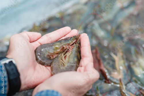Shrimp is placed on the hand on a blurred background of white shrimp frozen in a bucket.