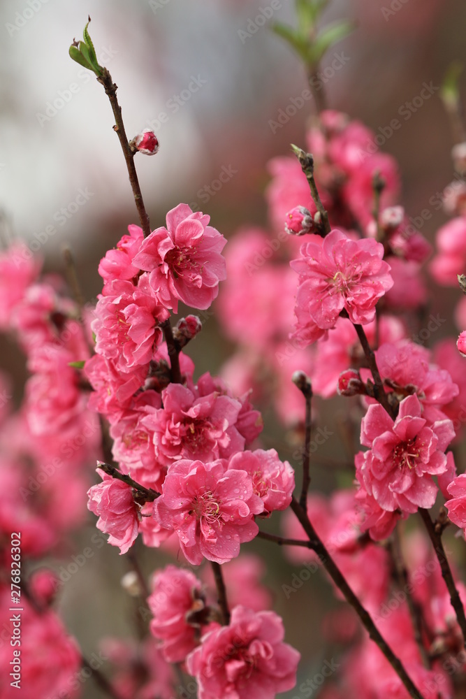 Peach blossoms in the new year's flower market Peach blossoms in the new year's flower market