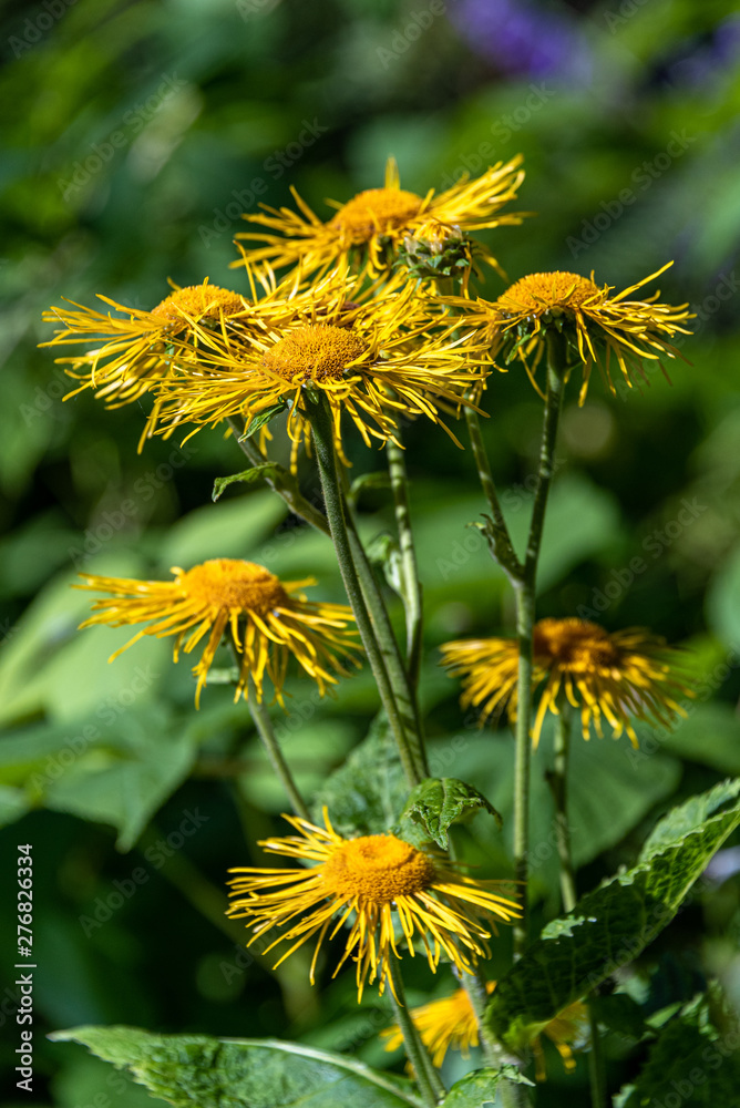 Obraz premium Cheerful yellow daisies blooming against a blurred green garden background