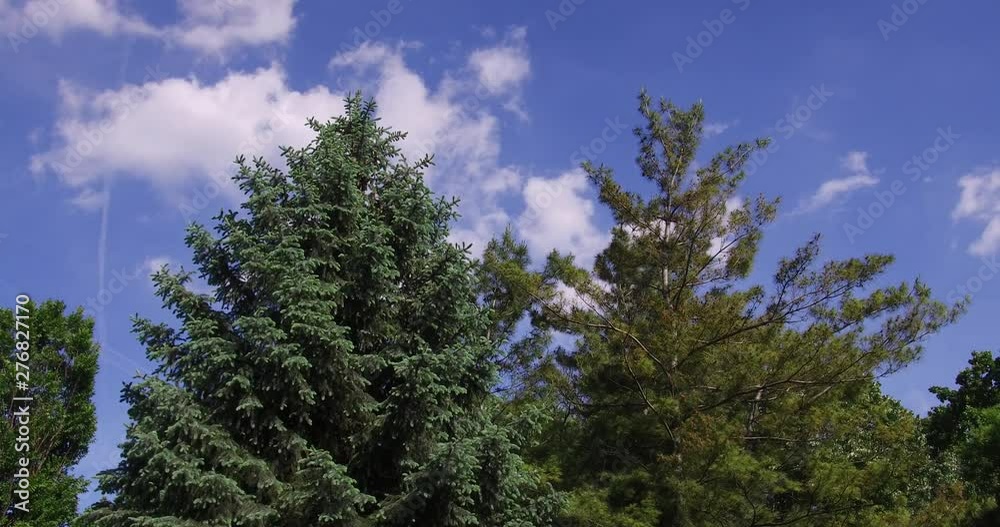 Tree crowns of pine and spruce trees with cloudy blue sky. Tree crowns of pine and spruce trees with cloudy blue sky.