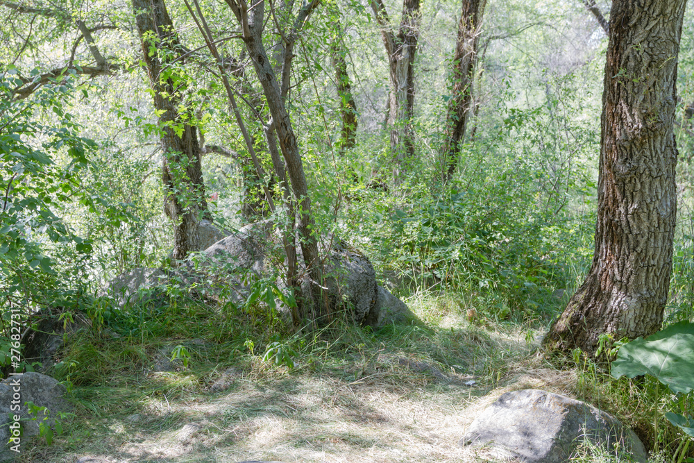 picnic place among the trees near the river picnic place among the trees near the river