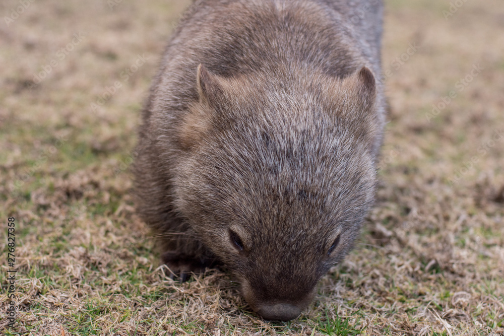 Wombat close up. Australian wildlife Wombat close up. Australian wildlife