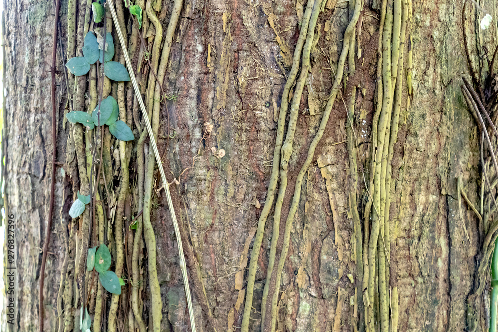 Obraz premium Blurred nature background with rainforest flora of Amazon River basin in South America