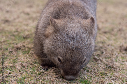 Wombat close up. Australian wildlife