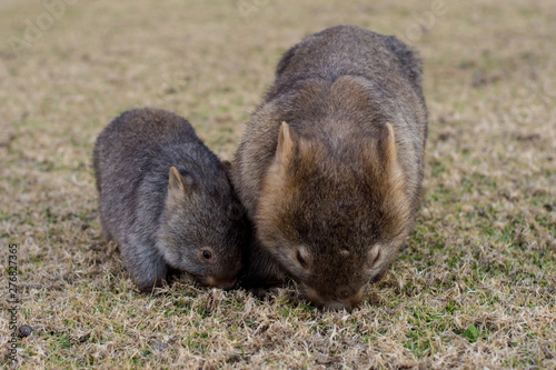 Mother wombat with the baby  wombat eating grass. Australian wildlife