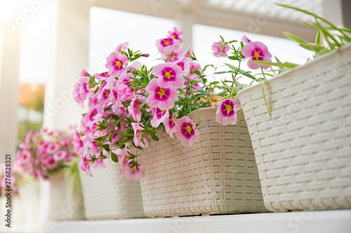 Pink petunia flowers in a white basket on the balcony in the springtime. Shallow depth of field