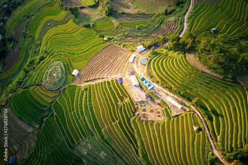 Nice ripen rice terraces viewed from a drone.