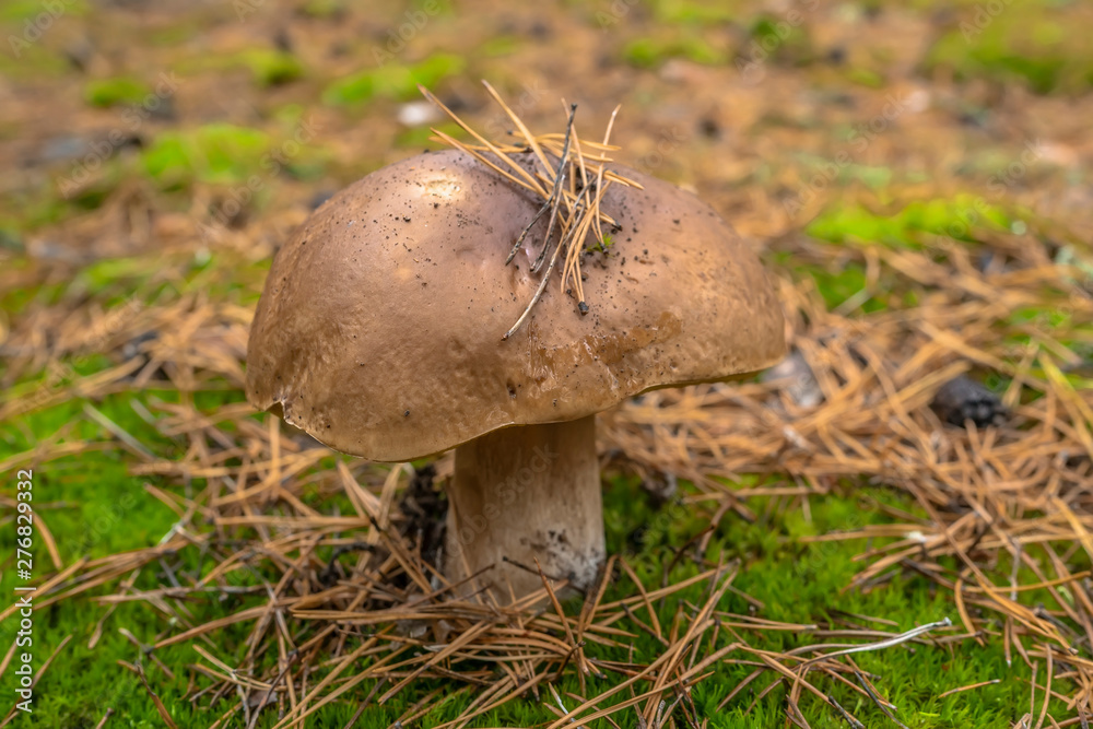 Edible boletus mushroom in forest. Porcini on moss Edible boletus mushroom in forest. Porcini on moss