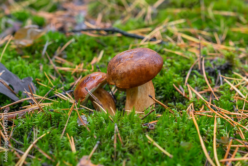 Polish mushroom of the Borovik or Mokhovik genus. Boletus badius.