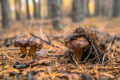 Polish mushroom of the Boro...