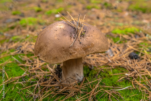 Edible boletus mushroom in forest. Porcini on moss
