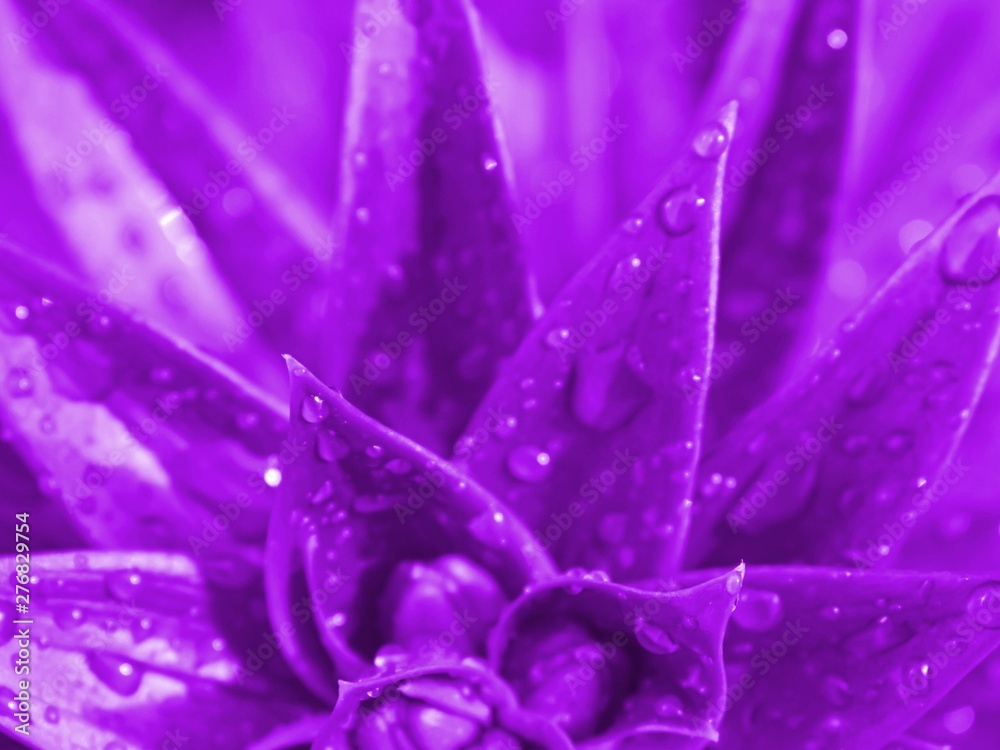 macro of purple flower